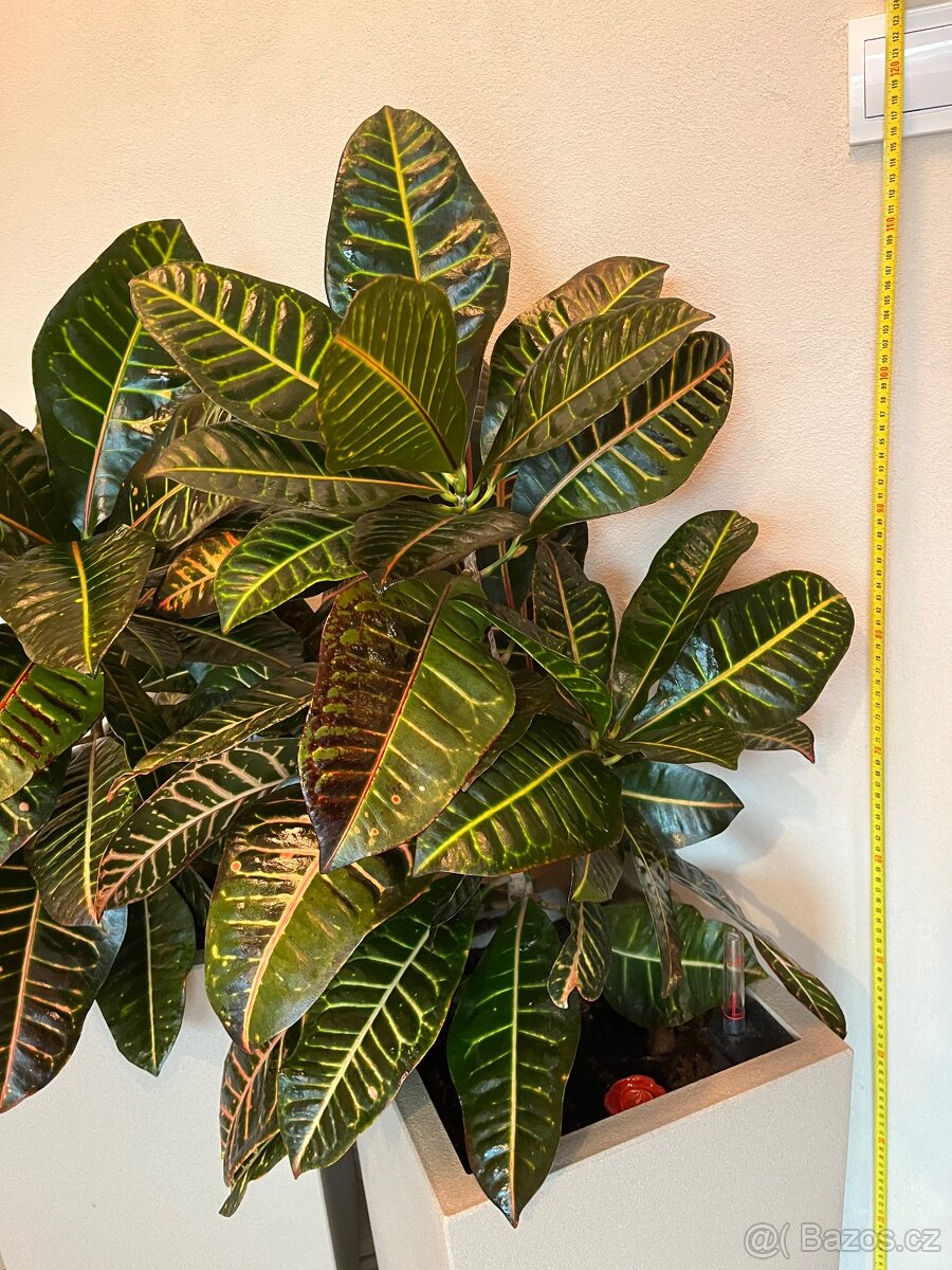 Dva vzrostlé krotony v samozavlažovacích květináčích Lechuza - 3