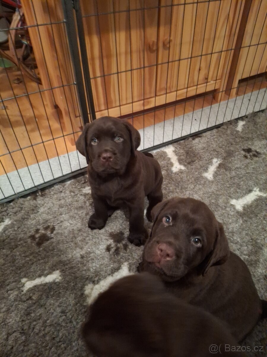 Čokoládový labrador s PP - 3