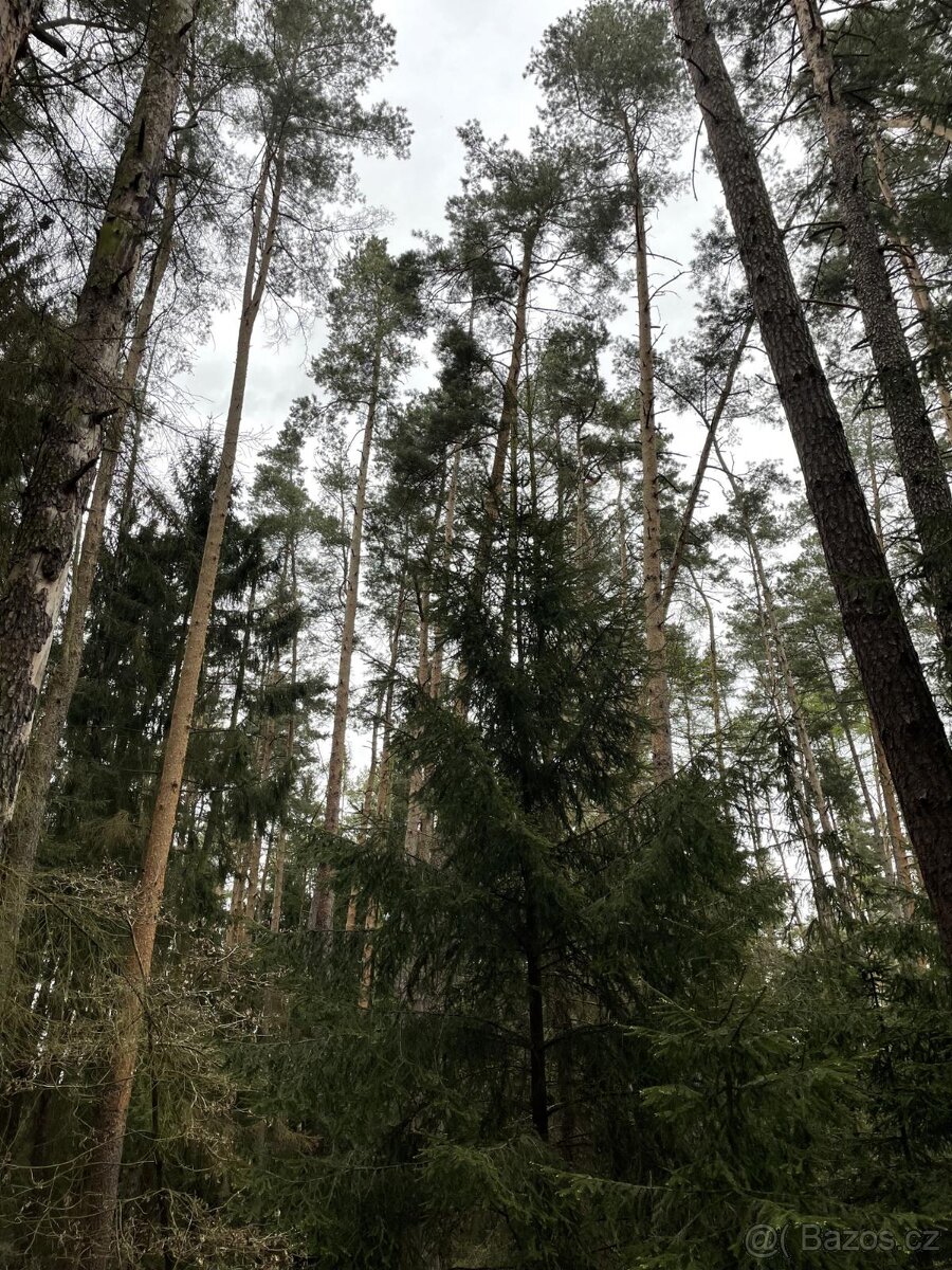 Prodám pozemky v k.ú. Hradiště u Domažlic - 3