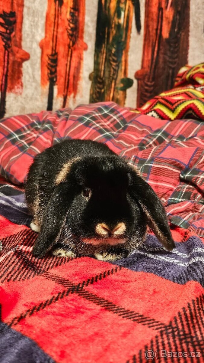 Zakrslý beránek - 3