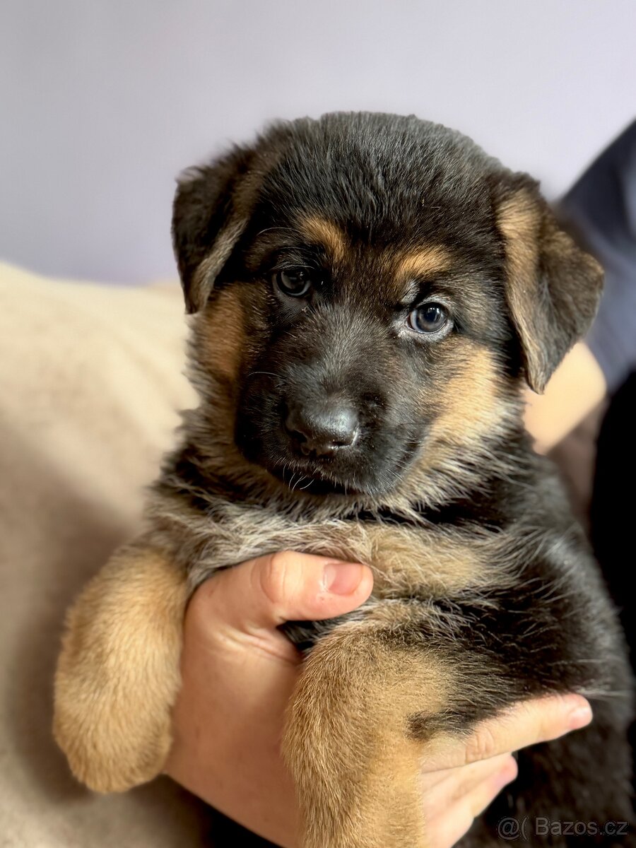 Německý ovčák štěňata - 3