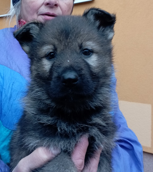 Německý ovčák štěnata s PP - 3