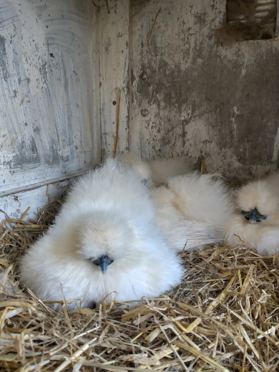 Hedvábnička zdrobnělá - 3