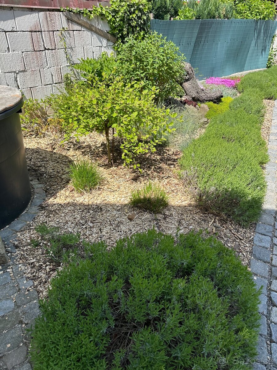 Provzdušnění trávníku - 3