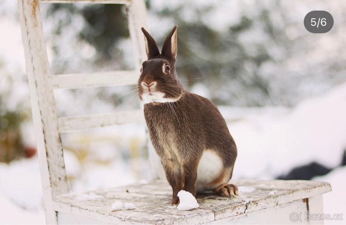 Zakrslý zaječí - 3