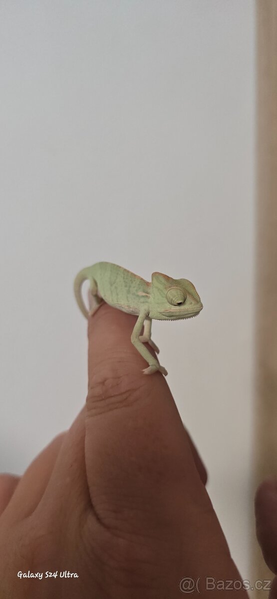 Chameleon jemenský - 3
