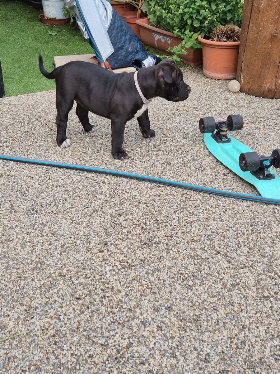 American bully XL - 3