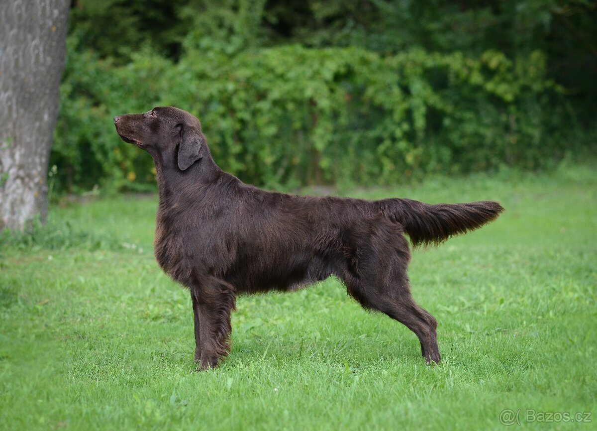 Flat coated retriever - 3
