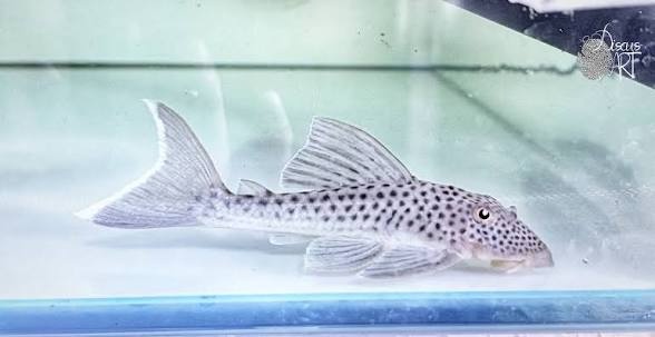 Ancistomus snethlageae L141 Krunýřovec - 3