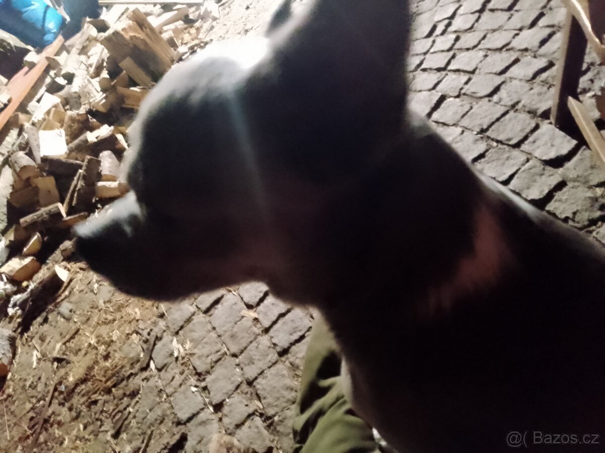 Čivava ke krytí - 3