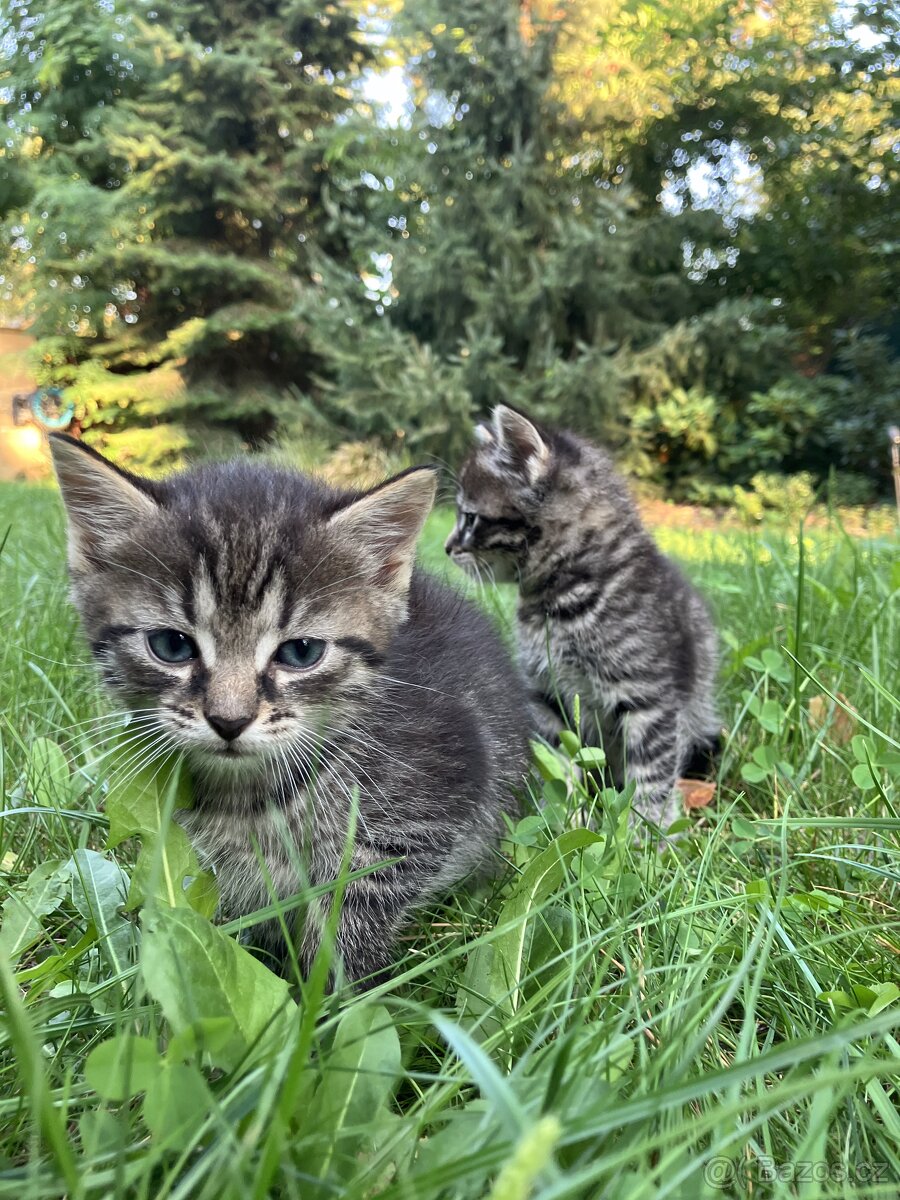 Kotě mainské mývalí - 3