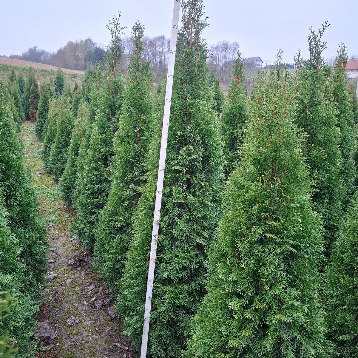 Tuje thuje SMARAGD - 3