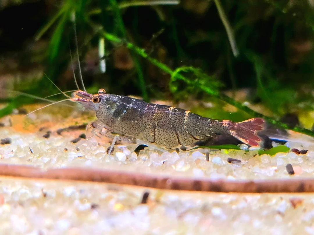 Malawa Shrimp - 3