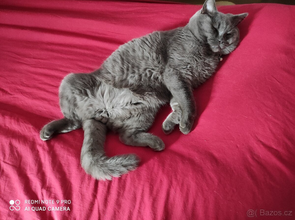 Fešácký britský kocourek - 3