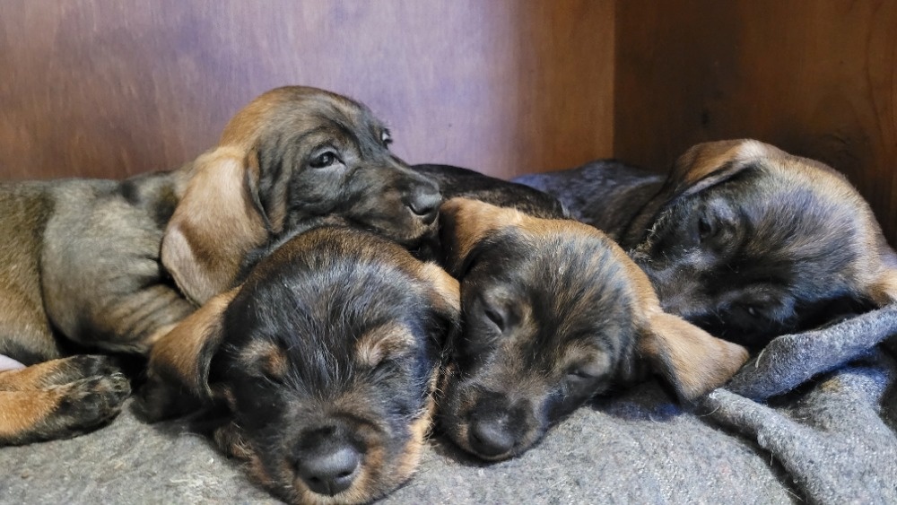 Jezevčík drsnosrstý standard s PP - 3