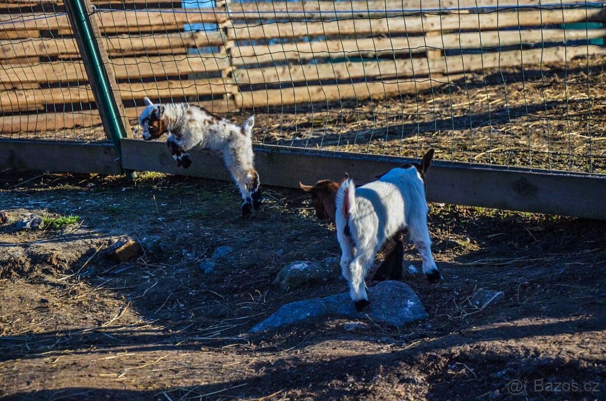 Holandský zakrslý kozel - 3