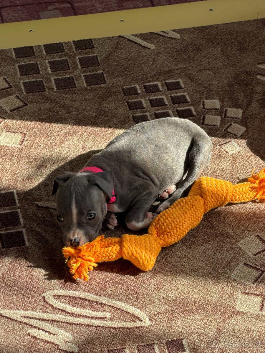 Stafordšírský bulteriér - 3