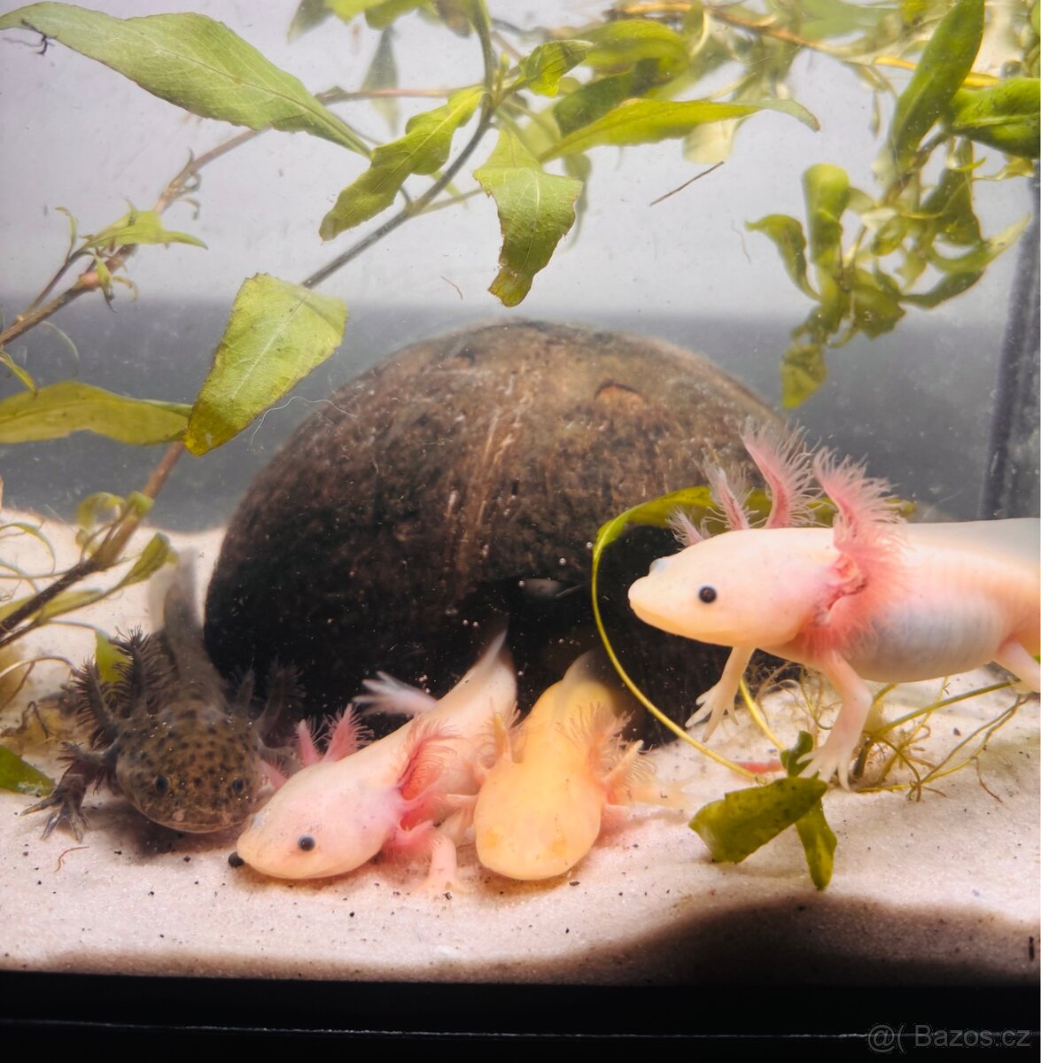 Axolotl + akvarium SPĚCHÁ - 3