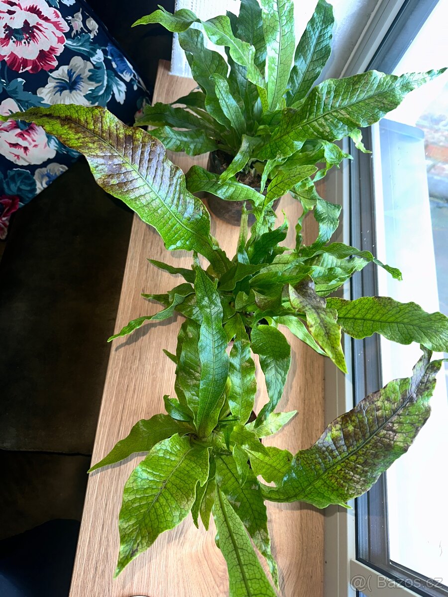 Microsorum musifolium Krokodýlí kapradina - 3