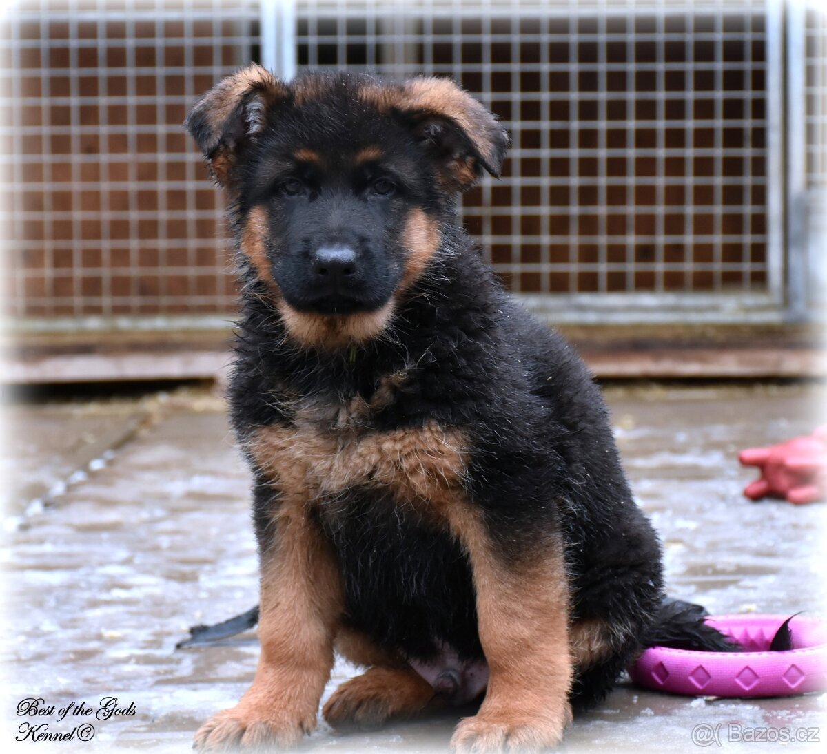 Německý Ovčák - štěňata - 3
