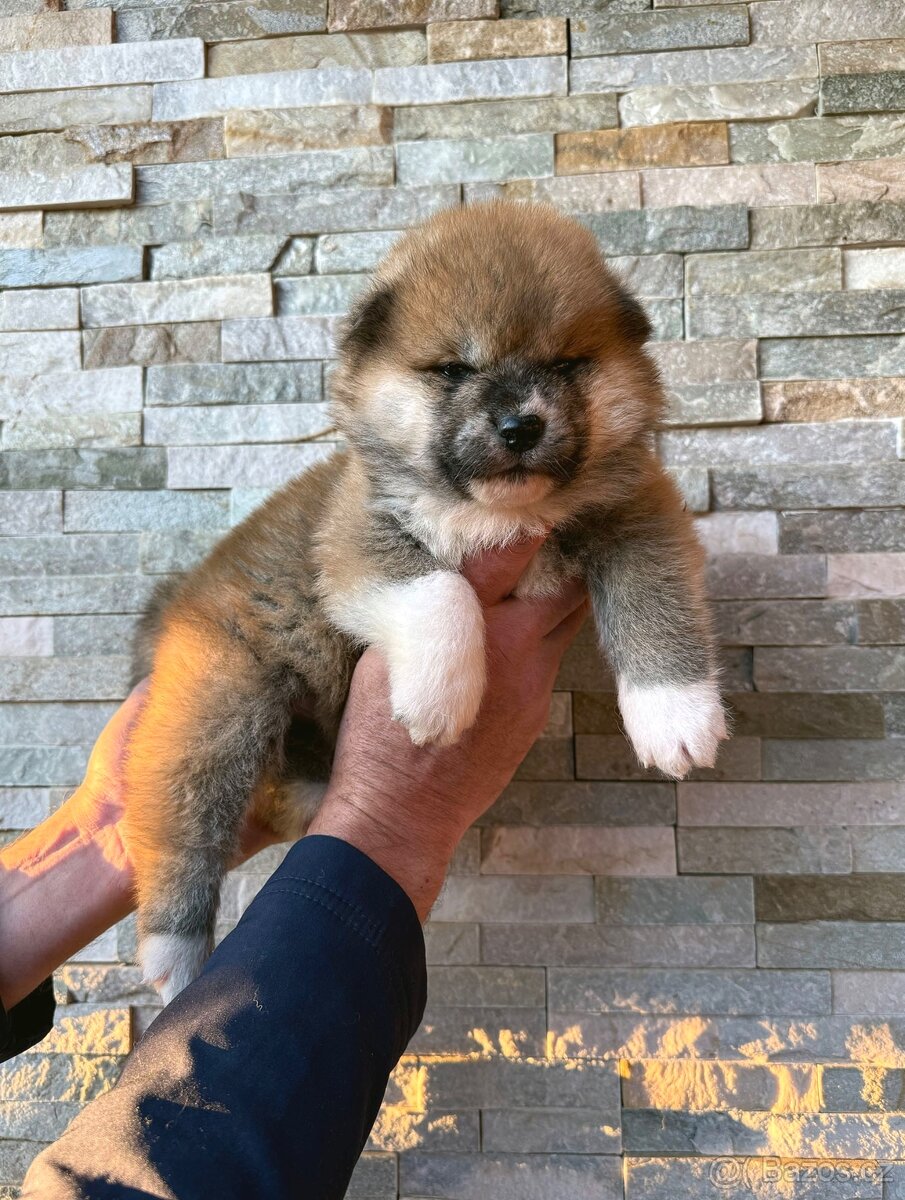 Akita Inu s PP - rodokmen FCI a AKIHO - 3