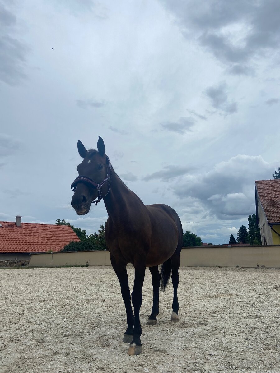 Charakterní spolehlivá kobyla k rekreačnímu využití - 3