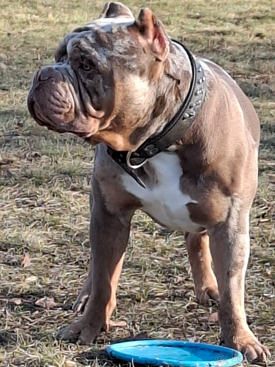 American bully pocket exotic-krytí - 3