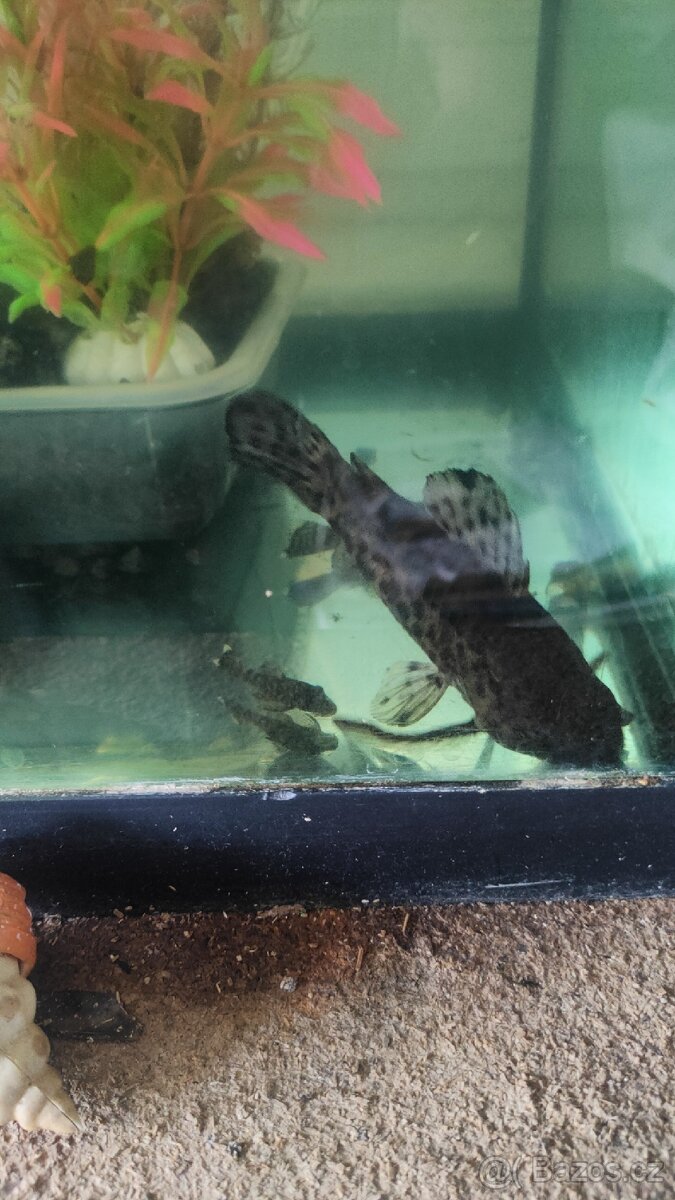 Pancéřníček kropenatý - 3