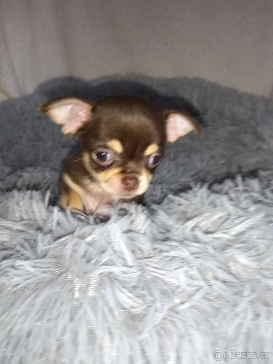 Čivava krátkosrstá -fenka - 3