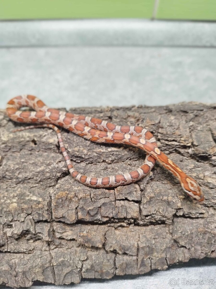 Užovka červená (Corn Snake) - 3