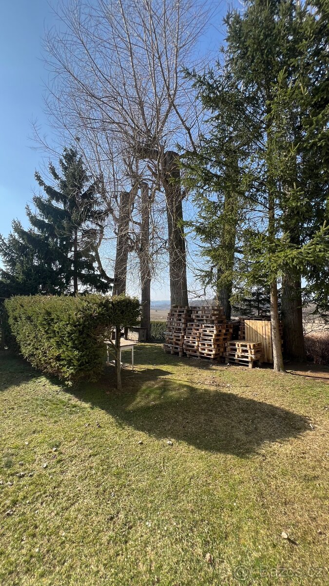 Dřevo - 5 stromů za pokácení a odvoz - 3