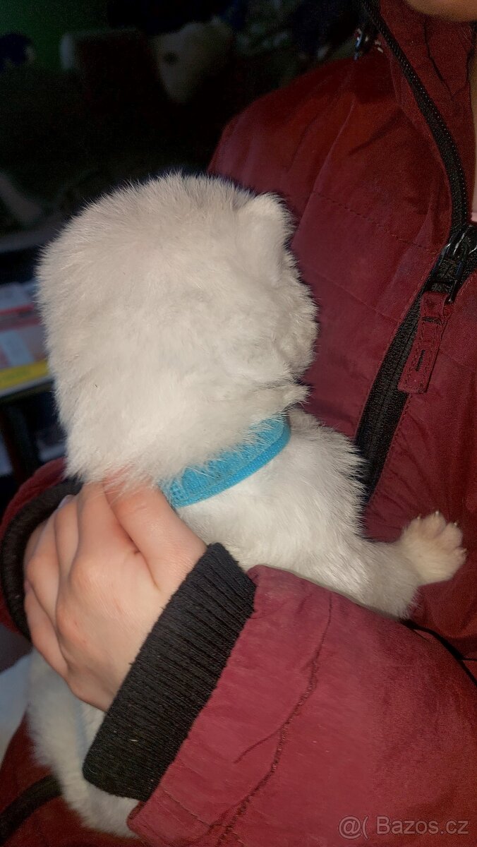 štěně akita inu - 3