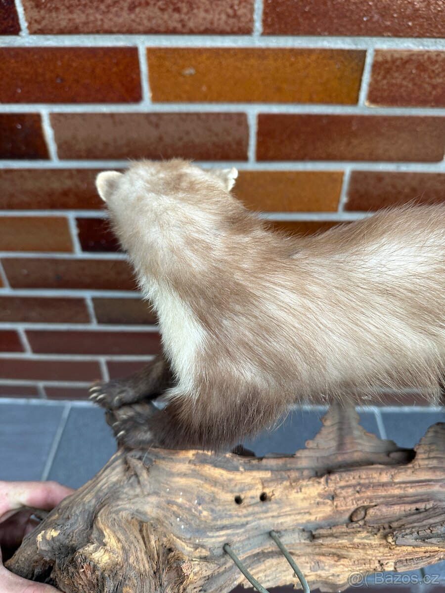 Kuna - preparace, vycpanina - 3