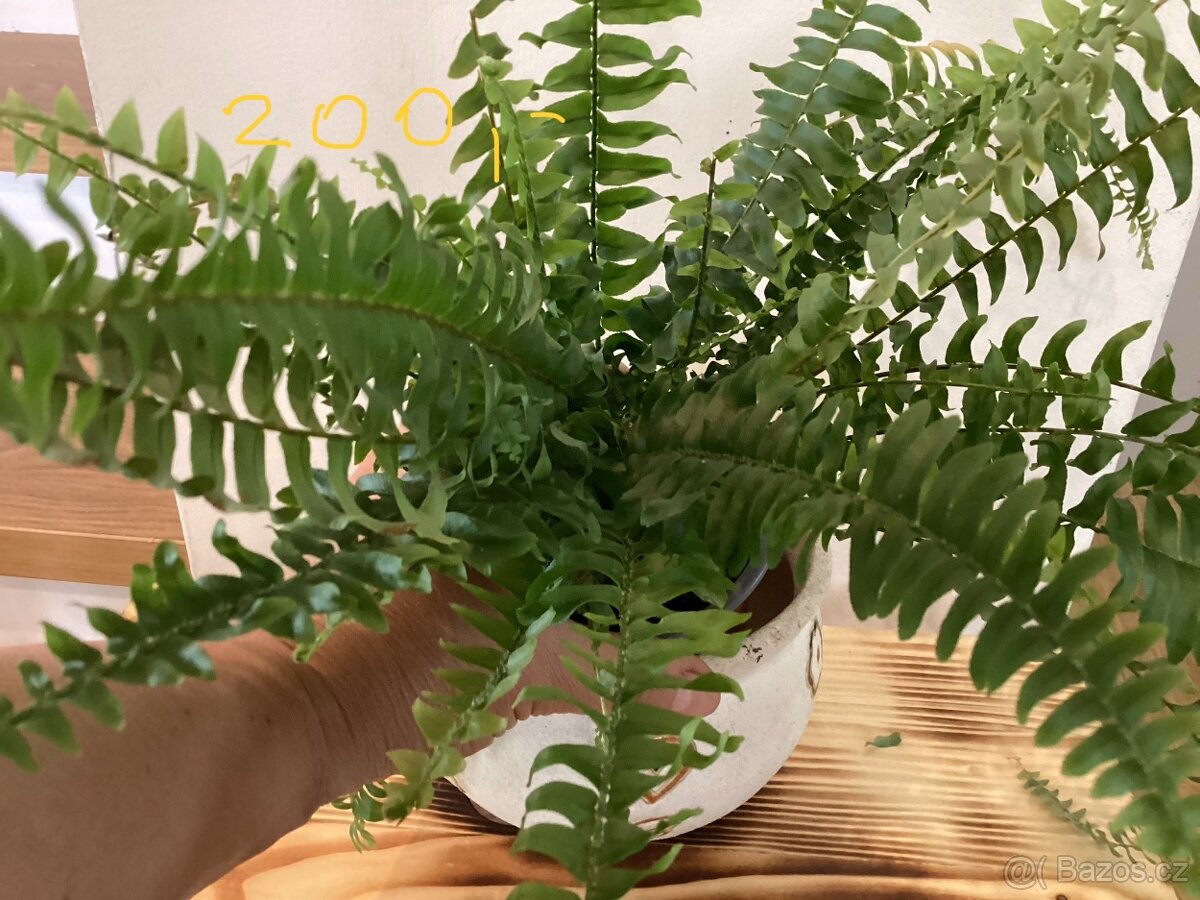 Potos, Tchýnin jazyk, kapradi 3 druhy - 3