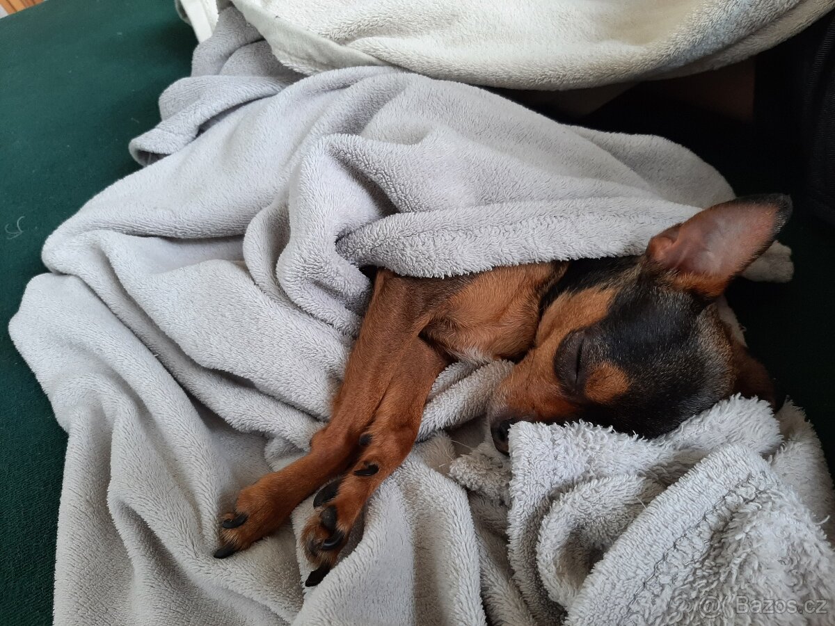 Hlídání zvířat - 3