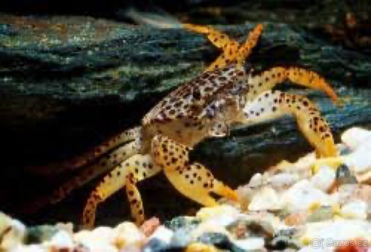 Krab panter - 3