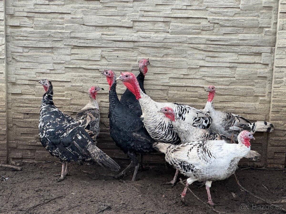 Krůty a krocani bronzové - 3