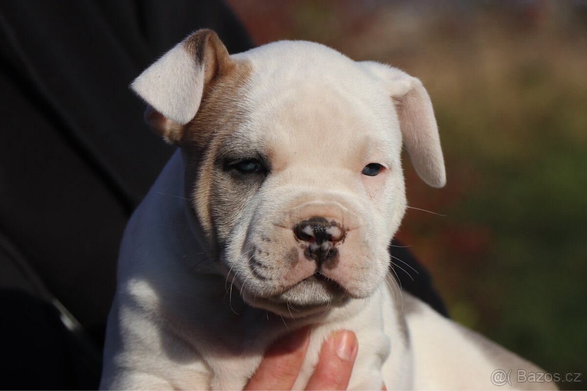 Americký stafordšírský teriér s PP pejsek 2 - 3