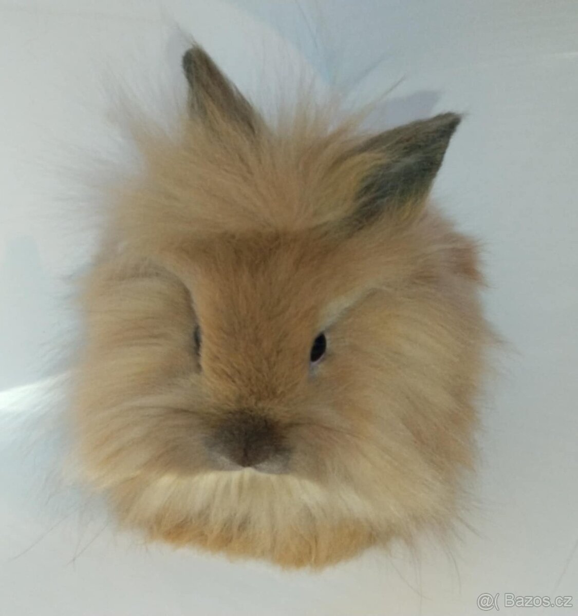 Zakrslý králíček bez PP sameček Frony - 3