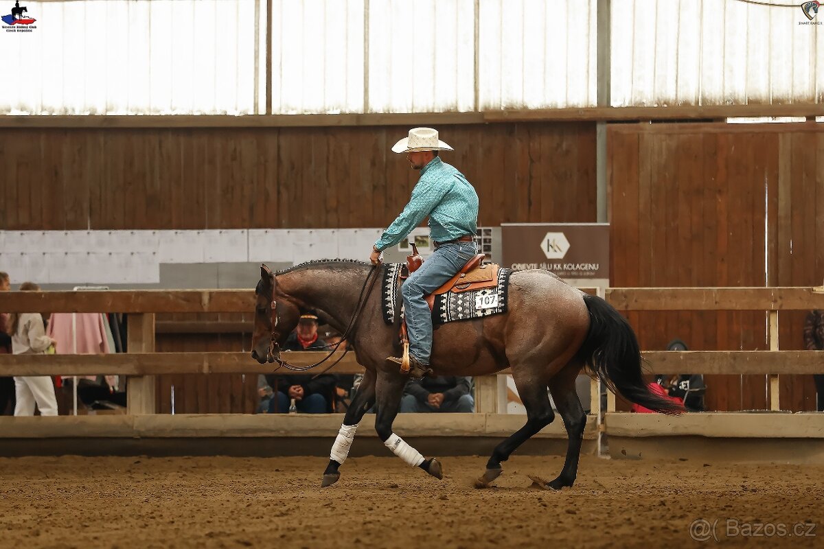 Plemenný hřebec AQH - 3