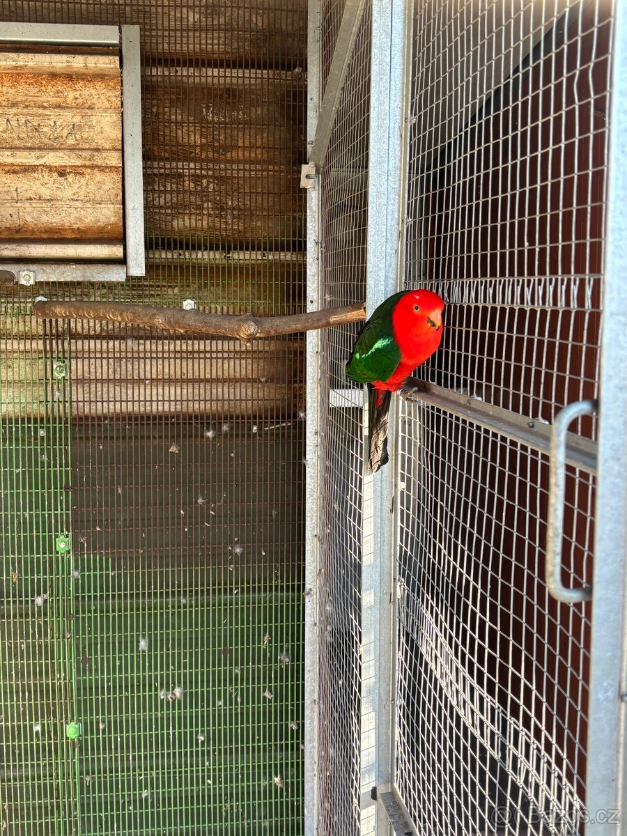 Papoušek královský - 3