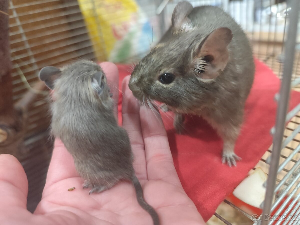 Osmák degu - 3