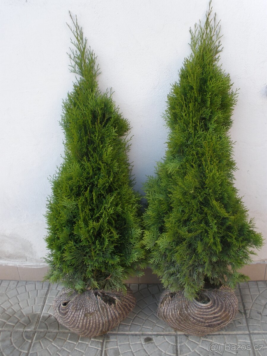 Túje, Thuja,Thuje, tůje (Thuja occidentalis Smaragd) - 3