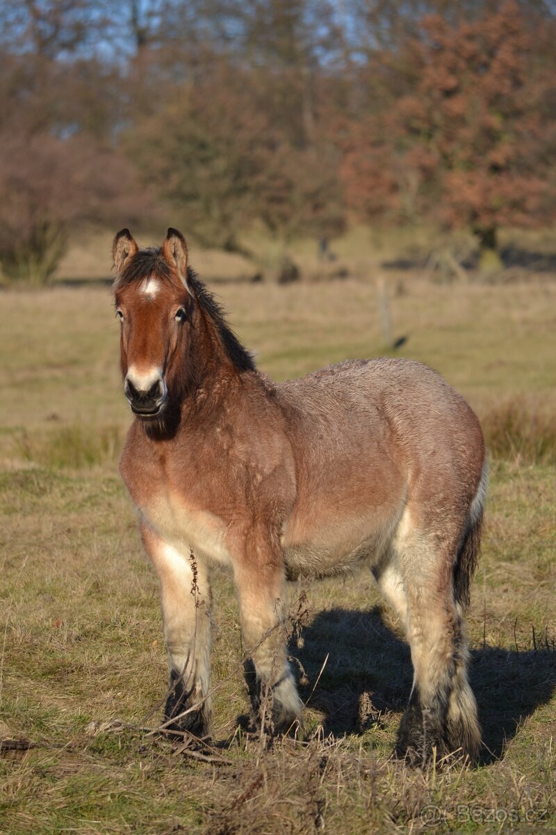 VÝPRODEJ - Belgický chladnokrevník - nar 2024,2025 - 3