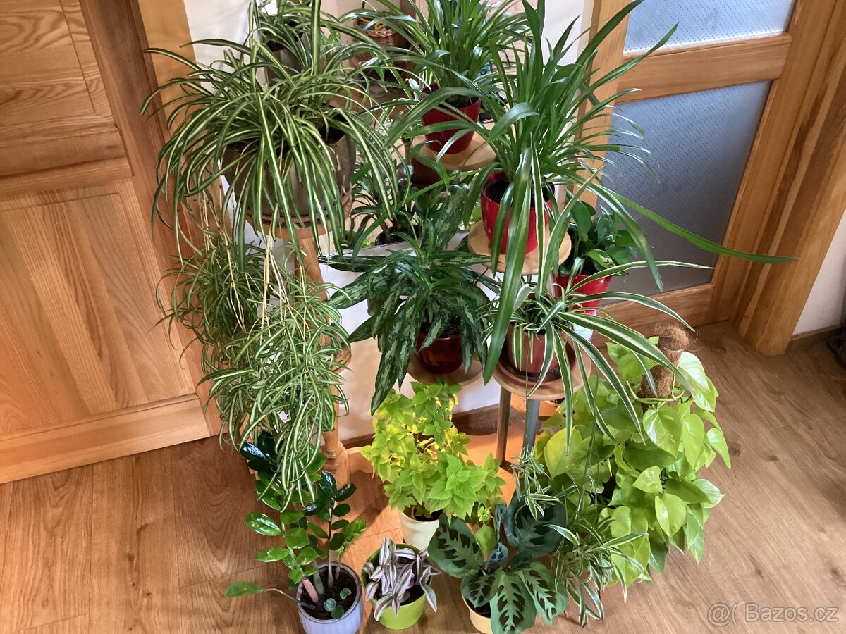 Květiny do interieru - 3