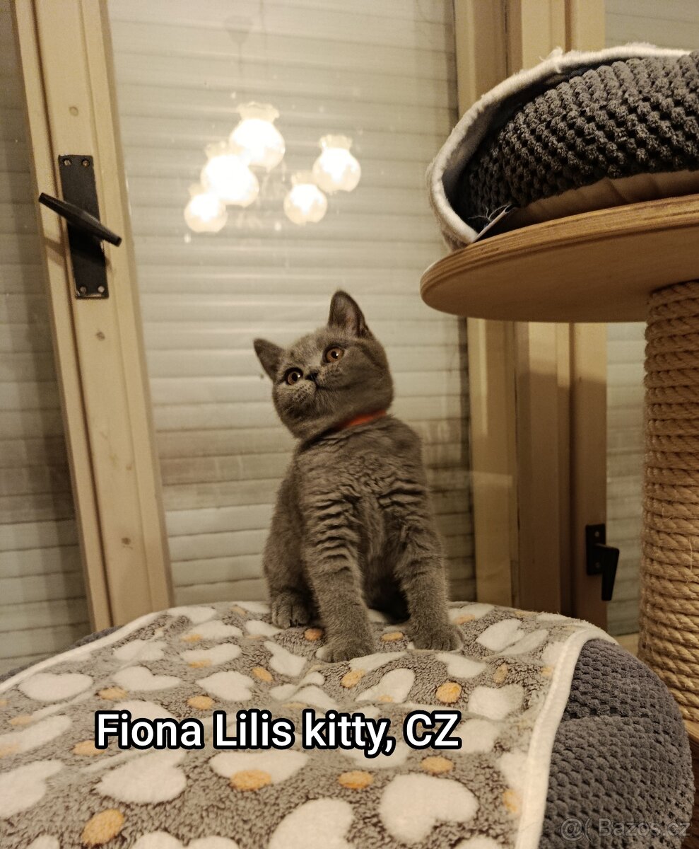 Britská Modrá Krátkosrstá s PP - 3