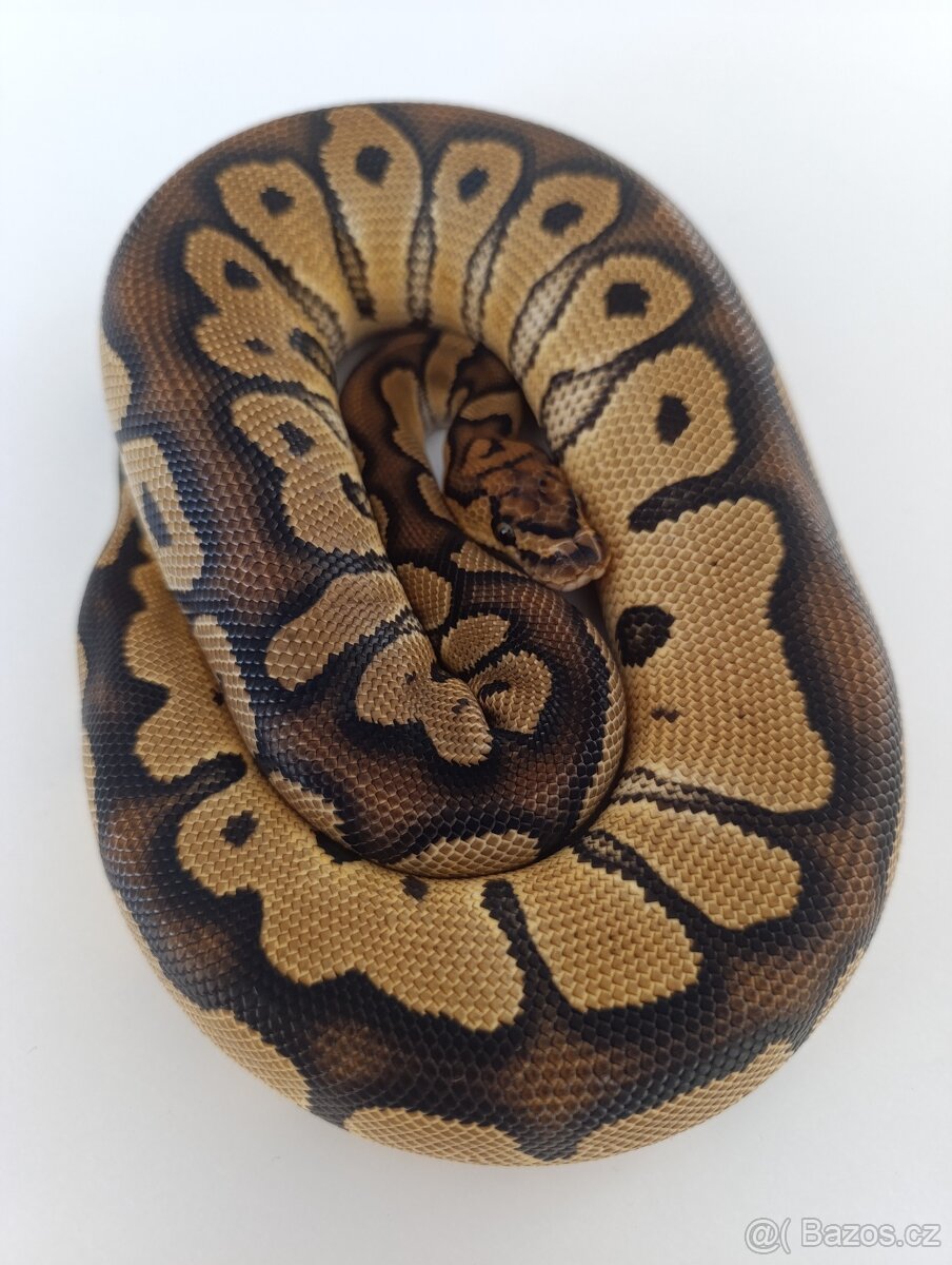 Krajta královská samec CLOWN - 3