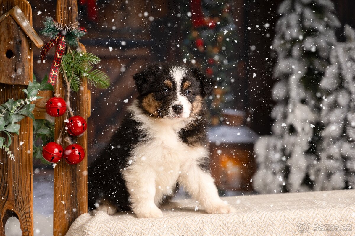 Australský ovčák s PP - 3