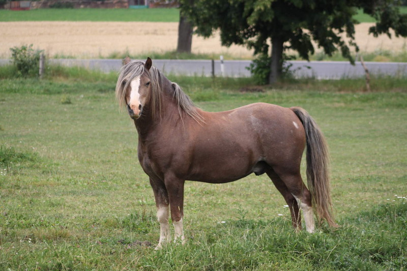 Welsh mountain pony, sekce A - 3