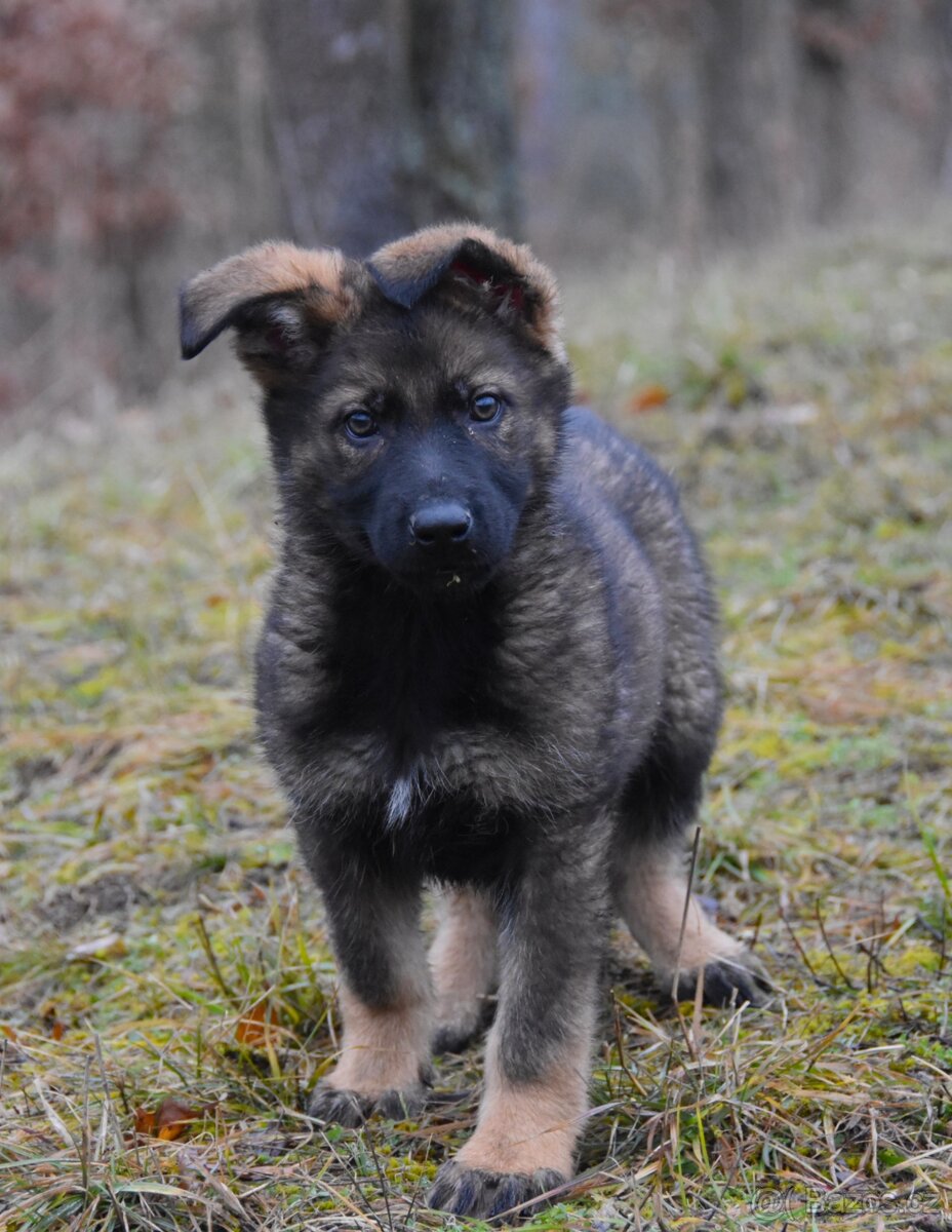 Štěňátka německého ovčáka s PP - 3